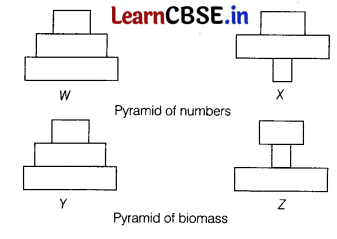 CBSE Sample Papers for Class 12 Biology Set 6 with Solutions 1