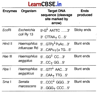 CBSE Sample Papers for Class 12 Biology Set 6 with Solutions 16