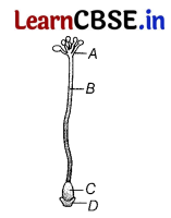 CBSE Sample Papers for Class 12 Biology Set 6 with Solutions 2