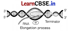 CBSE Sample Papers for Class 12 Biology Set 6 with Solutions 20