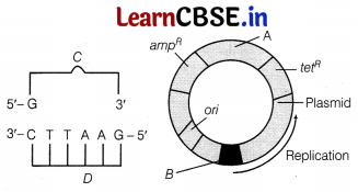 CBSE Sample Papers for Class 12 Biology Set 6 with Solutions 3