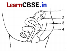 CBSE Sample Papers for Class 12 Biology Set 7 with Solutions 1