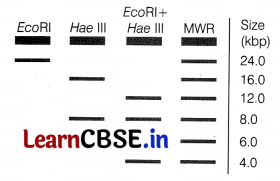 CBSE Sample Papers for Class 12 Biology Set 7 with Solutions 15