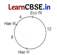 CBSE Sample Papers for Class 12 Biology Set 7 with Solutions 16