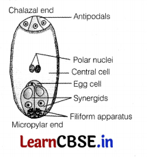 CBSE Sample Papers for Class 12 Biology Set 7 with Solutions 18