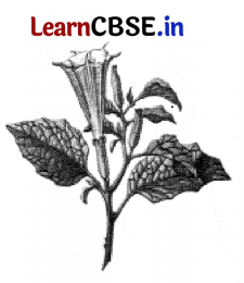 CBSE Sample Papers for Class 12 Biology Set 7 with Solutions 2