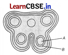 CBSE Sample Papers for Class 12 Biology Set 7 with Solutions 3