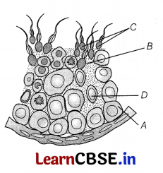 CBSE Sample Papers for Class 12 Biology Set 7 with Solutions 9