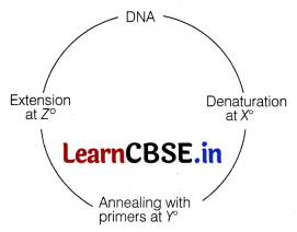 CBSE Sample Papers for Class 12 Biology Set 8 with Solutions 1