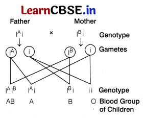 CBSE Sample Papers for Class 12 Biology Set 8 with Solutions 13