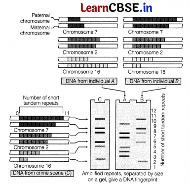 CBSE Sample Papers for Class 12 Biology Set 8 with Solutions 15
