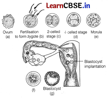 CBSE Sample Papers for Class 12 Biology Set 8 with Solutions 19