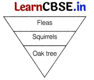CBSE Sample Papers for Class 12 Biology Set 8 with Solutions 9
