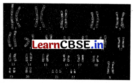 CBSE Sample Papers for Class 12 Biology Set 9 with Solutions 10