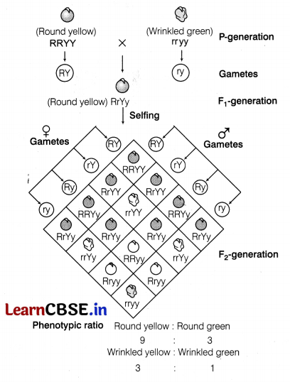CBSE Sample Papers for Class 12 Biology Set 9 with Solutions 13