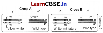 CBSE Sample Papers for Class 12 Biology Set 9 with Solutions 6