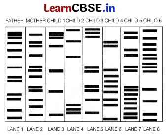 CBSE Sample Papers for Class 12 Biology Set 9 with Solutions 8