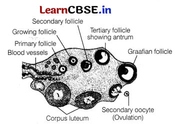 CBSE Sample Papers for Class 12 Biology Set 9 with Solutions 9