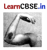 CBSE Sample Papers for Class 12 Physical Education Set 5 with Solutions 2