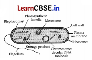 CBSE Sample Papers for Class 11 Biology Set 2 with Solutions 11