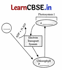 CBSE Sample Papers for Class 11 Biology Set 2 with Solutions 12