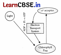 CBSE Sample Papers for Class 11 Biology Set 2 with Solutions 13