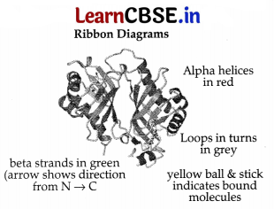 CBSE Sample Papers for Class 11 Biology Set 2 with Solutions 15