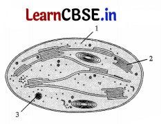 CBSE Sample Papers for Class 11 Biology Set 2 with Solutions 6