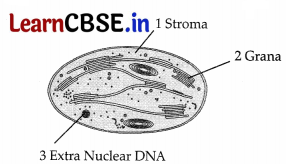 CBSE Sample Papers for Class 11 Biology Set 2 with Solutions 7