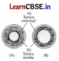 CBSE Sample Papers for Class 11 Biology Set 2 with Solutions 9