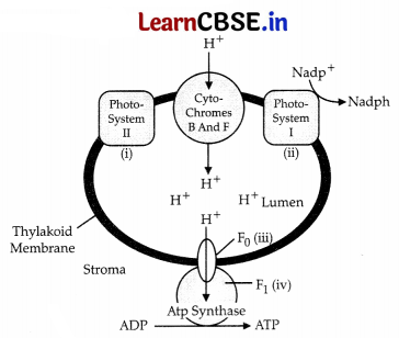 CBSE Sample Papers for Class 11 Biology Set 3 with Solutions 1