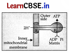 CBSE Sample Papers for Class 11 Biology Set 3 with Solutions 10