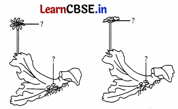 CBSE Sample Papers for Class 11 Biology Set 3 with Solutions 11