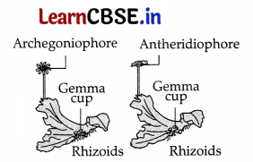 CBSE Sample Papers for Class 11 Biology Set 3 with Solutions 12