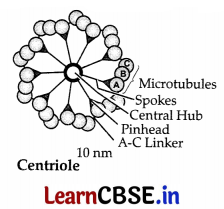 CBSE Sample Papers for Class 11 Biology Set 3 with Solutions 15