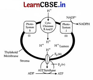 CBSE Sample Papers for Class 11 Biology Set 3 with Solutions 2