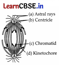 CBSE Sample Papers for Class 11 Biology Set 3 with Solutions 8