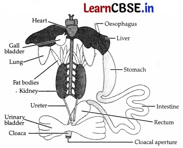 CBSE Sample Papers for Class 11 Biology Set 4 with Solutions 10