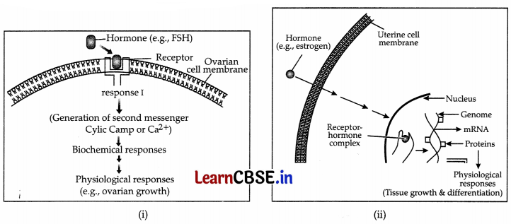 CBSE Sample Papers for Class 11 Biology Set 4 with Solutions 13