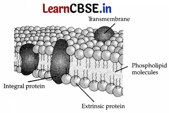 CBSE Sample Papers for Class 11 Biology Set 4 with Solutions 14