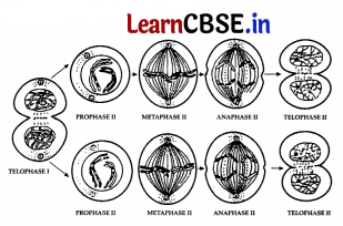 CBSE Sample Papers for Class 11 Biology Set 4 with Solutions 15