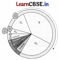 CBSE Sample Papers for Class 11 Biology Set 4 with Solutions 3