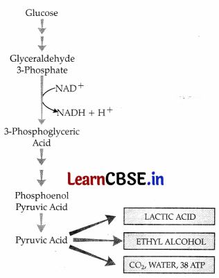 CBSE Sample Papers for Class 11 Biology Set 4 with Solutions 6