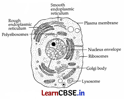 CBSE Sample Papers for Class 11 Biology Set 4 with Solutions 8