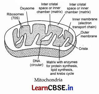 CBSE Sample Papers for Class 11 Biology Set 5 with Solutions 13