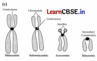 CBSE Sample Papers for Class 11 Biology Set 5 with Solutions 15