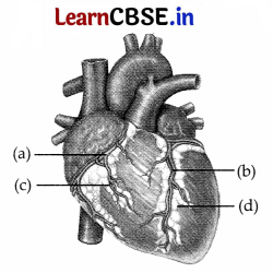CBSE Sample Papers for Class 11 Biology Set 5 with Solutions 2