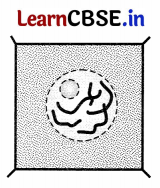 CBSE Sample Papers for Class 11 Biology Set 5 with Solutions 3