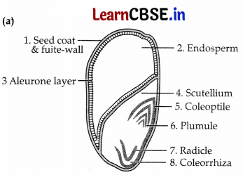 CBSE Sample Papers for Class 11 Biology Set 5 with Solutions 8