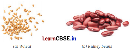 NCERT Class 6 Science Chapter 2 Question Answer Diversity in the Living World 1